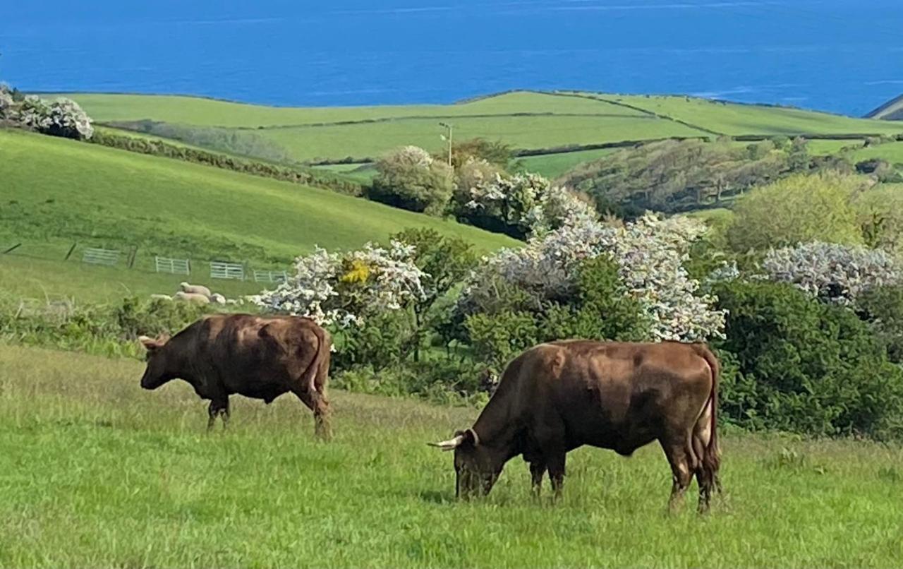 Polrunny Farm Seaberry Cottage With A Sea View And Log Burner Boscastle Buitenkant foto